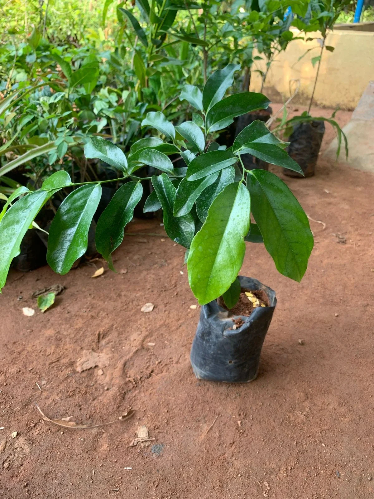 Main Product Image